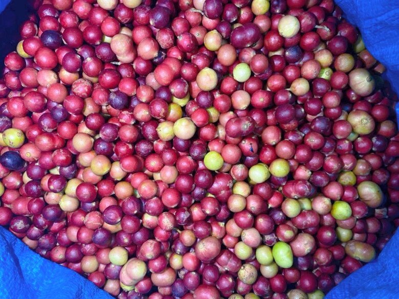 Loại quả chỉ có ở Ninh Thuận: Mọc dại trên rừng không cần chăm sóc, mùi thơm phức ăn một lần là mê - 2