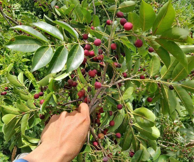 Loại quả chỉ có ở Ninh Thuận: Mọc dại trên rừng không cần chăm sóc, mùi thơm phức ăn một lần là mê - 1