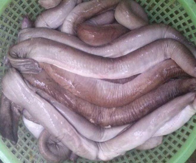 Loài cá bề ngoài khiến nhiều người sợ chết khiếp lại là đặc sản Bình Định, có cái tên amp;#34;thoắt ẩn thoắt hiệnamp;#34; gây tò mò - 1