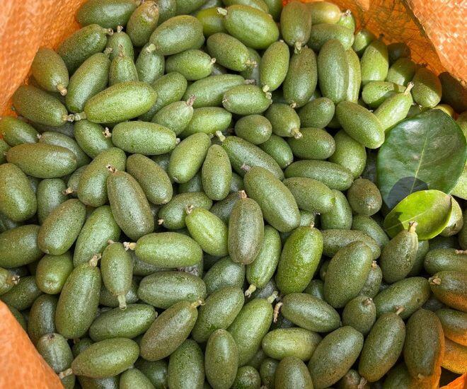 Thứ quả vừa chua vừa chát xưa cho không ai lấy nay ra nước ngoài được săn đón, giá đến 3.5 triệu/cây - 1