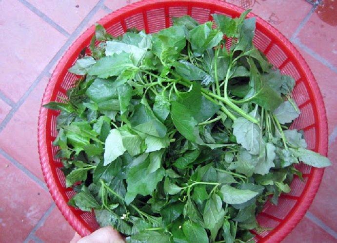 Thứ rau dại mọc đầy ngoài đồng không ai ngó, nay thành đặc sản chỉ dùng đãi khách quý lại cực tốt cho sức khỏe - 2