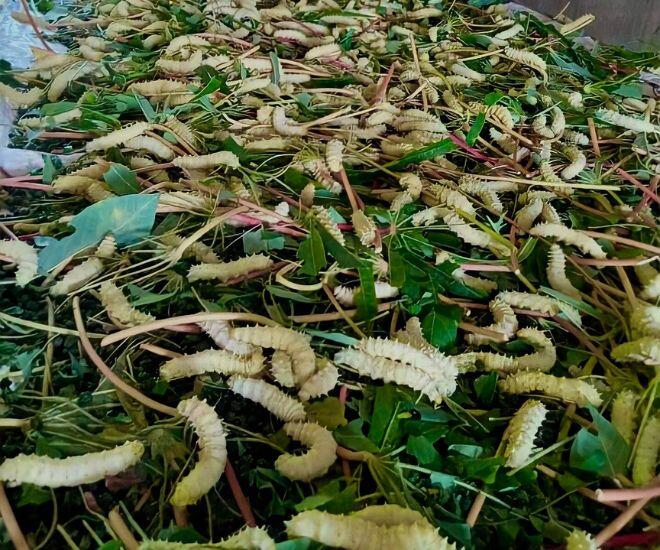 Con vật khiến nhiều người sợ mất vía hóa ra là đặc sản trứ danh Phú Thọ, được mệnh danh là amp;#34;sâm nhungamp;#34; đồng quê - 1