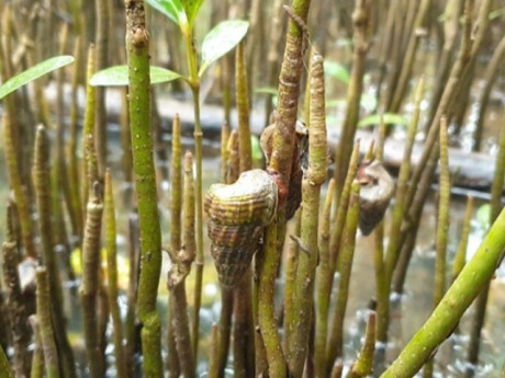 Lifestyle - Loài vật cực hiếm ở Đồng Nai chỉ ăn lá cây, vị ngon như hải sản cao cấp, giá đến 400.000 đồng/kg