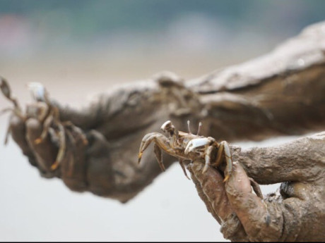 Lifestyle - Đặc sản chỉ có ở Thanh Hóa đem nấu canh ăn một lần là mê mẩn, người dân phải lấm bùn mới bắt được