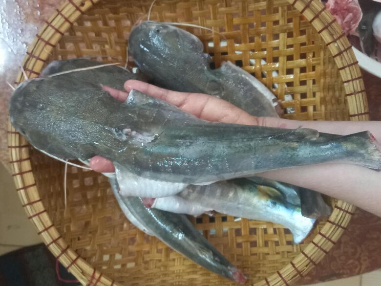 Loài cá có cái tên amp;#34;nguy hiểmamp;#34; là đặc sản Cà Mau: Đánh bắt cực khó, ăn thử một lần là mê liền - 3
