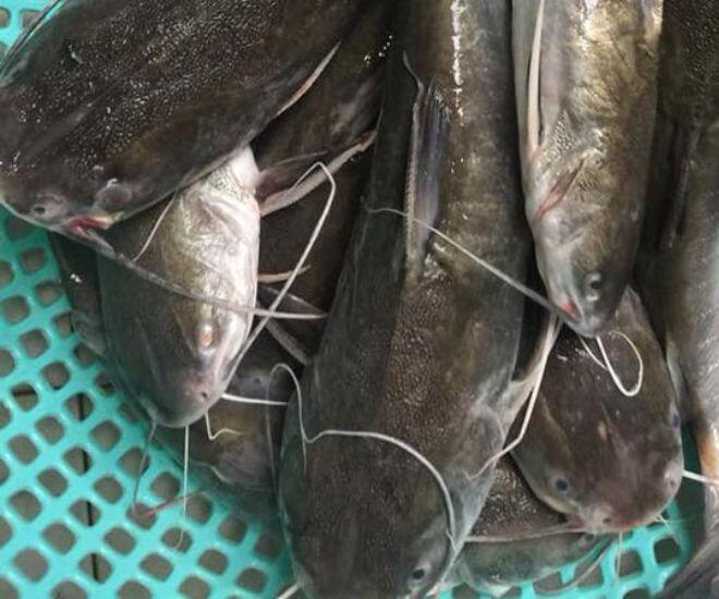 Loài cá có cái tên amp;#34;nguy hiểmamp;#34; là đặc sản Cà Mau: Đánh bắt cực khó, ăn thử một lần là mê liền - 1