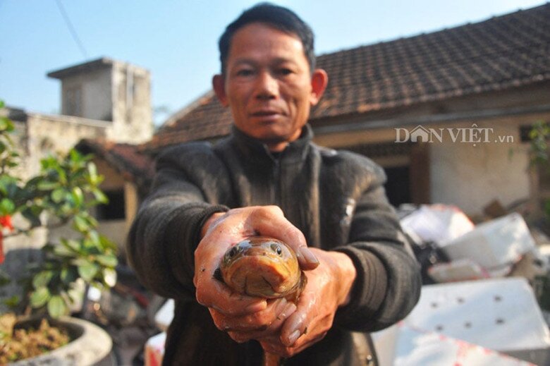 Loài cá có cái tên amp;#34;nhạy cảmamp;#34; là đặc sản chỉ có ở Ninh Bình: Xưa chỉ dùng để tiến Vua vì siêu quý hiếm - 3