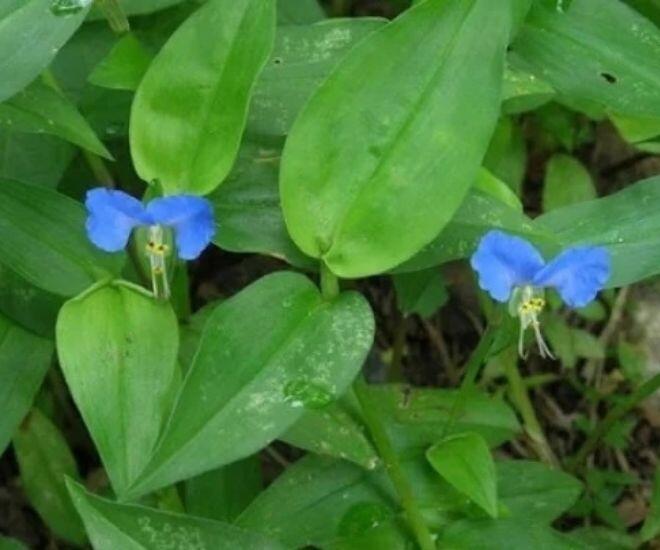 Loại cỏ dại xưa chỉ cho lợn ăn nay amp;#34;lên đờiamp;#34; thành đặc sản siêu bổ dưỡng, giá đến 70.000đ/kg vẫn nườm nượp người mua - 1