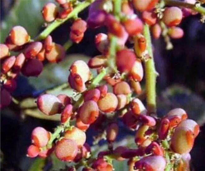 Loại quả có vị lạ chưa từng có xưa không ai bán, nay được người sành ăn lùng mua, tạo hương vị độc đáo cho bàn tiệc cao cấp - 2