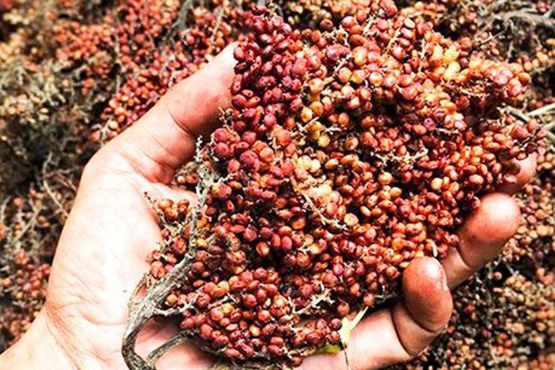 Loại quả có vị lạ chưa từng có xưa không ai bán, nay được người sành ăn lùng mua, tạo hương vị độc đáo cho bàn tiệc cao cấp - 5