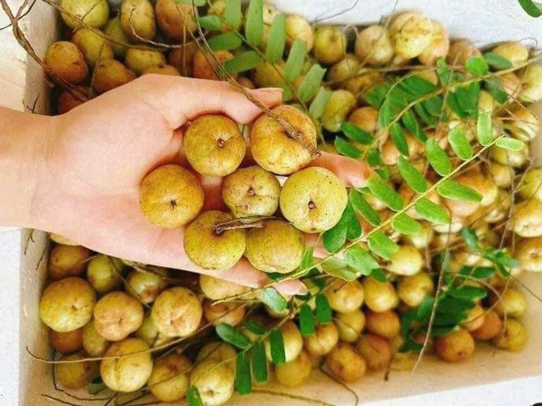 Loại Quả “Khổ Tận Cam Lai” Rụng Đầy Trên Núi Không Ai Nhặt: Từ Thứ Quả Dại Đến “Cơn Sốt” Chợ Mạng Loại Quả “Khổ Tận Cam Lai” Rụng Đầy Trên Núi Không Ai Nhặt: Từ Thứ Quả Dại Đến “Cơn Sốt” Chợ Mạng - 5