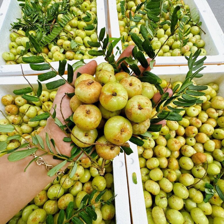 Loại Quả “Khổ Tận Cam Lai” Rụng Đầy Trên Núi Không Ai Nhặt: Từ Thứ Quả Dại Đến “Cơn Sốt” Chợ Mạng Loại Quả “Khổ Tận Cam Lai” Rụng Đầy Trên Núi Không Ai Nhặt: Từ Thứ Quả Dại Đến “Cơn Sốt” Chợ Mạng - 2