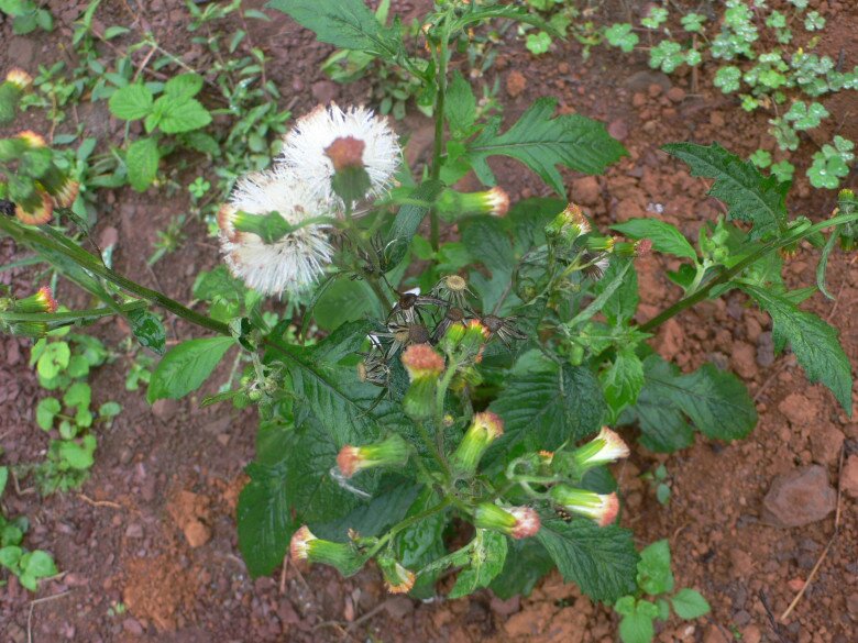 Loại rau có tên như sắp bay vào vũ trụ xưa chỉ là loài cỏ dại, nay thành đặc sản chị em lùng mua vì ngon và bổ dưỡng - 2