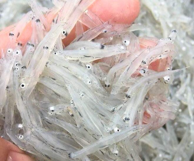 amp;#34;Lộc trờiamp;#34; độc nhất ở sông Đà: Được mệnh danh là amp;#34;ngọc trong nướcamp;#34;, cực bổ dưỡng giúp kéo dài tuổi thọ - 1