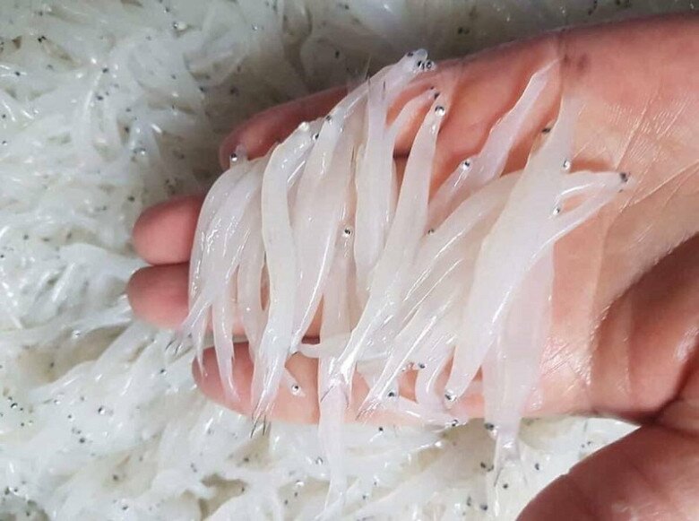 amp;#34;Lộc trờiamp;#34; độc nhất ở sông Đà: Được mệnh danh là amp;#34;ngọc trong nướcamp;#34;, cực bổ dưỡng giúp kéo dài tuổi thọ - 3