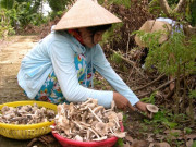 Lifestyle - Thứ "lộc trời cho" giúp người Quảng Trị kiếm tiền triệu mỗi ngày: Cực hiếm lại thơm ngon bổ dưỡng, người mua tranh nhau từng rổ