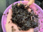 Lifestyle - Thứ xưa chỉ nhà nghèo ăn nay thành đặc sản miền Trung, giá đến 200.000 đồng/kg khách vẫn lũ lượt mua