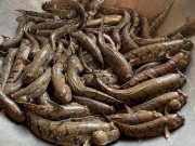 Lifestyle - Loài cá siêu hiếm ở Sóc Trăng, hình thù quái dị nhưng cực ngon, có tiền cũng không có mà ăn