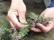 Lifestyle - Thứ rau "ăn sương hít khí trời" xưa rẻ bèo không ai mua, nay thành đặc sản người thành phố lùng tìm