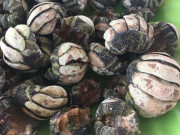 Lifestyle - Loài có vẻ ngoài nhìn "rợn tóc gáy" nhưng là đặc sản hiếm có khó tìm, chỉ người sành ăn mới biết là gì