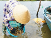 Lifestyle - “Lộc trời” từ dưới bùn được mệnh danh là “vàng đen”, vị ngọt gây nghiện mà còn cực bổ dưỡng
