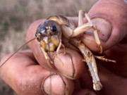 Lifestyle - Loài vật ai cũng xua đuổi nay là đặc sản nức tiếng, giá đến gần 1 triệu đồng/kg vẫn nườm nượp khách lùng mua