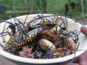 Lifestyle - "Lộc trời" chỉ xuất hiện sau mưa ở Nghệ An khiến nhiều người sợ "khiếp vía", là đặc sản được giới sành ăn săn lùng