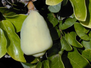 Lifestyle - Loài cây dại mọc bờ bụi tưởng không ăn được lại là thứ rau tốt cho sức khỏe, giá đến 70.000 đồng/kg