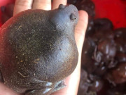 Lifestyle - Loài vật tròn ủm trơn nhớt nhìn "rợn người" lại là đặc sản Bình Thuận, dân thành thị lùng mua dù giá cao vẫn hết veo