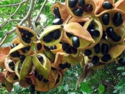 Lifestyle - Thứ "lộc trời" xưa chỉ dân nghèo ăn, nay thành đặc sản thơm béo khiến chị em thành phố đua nhau săn lùng