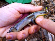 Lifestyle - Con vật tưởng bỏ đi không ai thèm bắt lại là đặc sản nức tiếng An Giang, giá lên tới 350.000 đồng/kg vẫn ùn ùn người mua