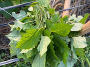 Lifestyle - Thứ rau dại mọc đầy ngoài đồng không ai ngó, nay thành đặc sản chỉ dùng đãi khách quý lại cực tốt cho sức khỏe