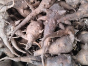 Lifestyle - Thứ củ độc chết người lại là đặc sản chỉ có ở Hà Giang, nấu thành món cháo thơm ngon lại siêu bổ dưỡng