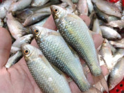 Lifestyle - Loài cá tên lạ xưa bị chê bai nay thành đặc sản ăn một lần là mê, ngon hơn cả "mâm cao cỗ đầy"