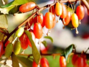 Lifestyle - Thứ quả vừa chua vừa chát xưa cho không ai lấy nay ra nước ngoài được săn đón, giá đến 3.5 triệu/cây