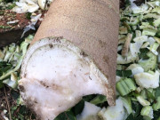 Lifestyle - Thứ nằm trong thân cây đu đủ tưởng vứt đi, nhặt về đem muối làm được đủ món "cứu đói", ăn ngon hơn thịt gà