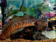 Lifestyle - Loài cá có cái tên "nhạy cảm" là đặc sản chỉ có ở Ninh Bình: Xưa chỉ dùng để tiến Vua vì siêu quý hiếm