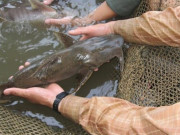 Lifestyle - Loài cá tên lạ xưa chỉ dành cho vua chúa, nay giá tới 600.000đ/kg nhiều người vẫn tranh nhau mua