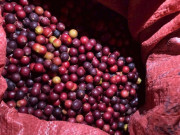 Lifestyle - Loại quả chỉ có ở Ninh Thuận: Mọc dại trên rừng không cần chăm sóc, mùi thơm phức ăn một lần là mê