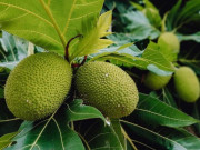 Lifestyle - Loại quả bề ngoài như quả mít, ăn vị như khoai tây lại là đặc sản nức tiếng miền Tây "thần dược" cho sức khỏe