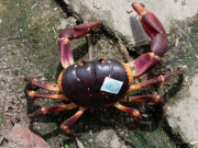 Lifestyle - Thứ xưa chẳng ai biết nay là đặc sản siêu hiếm ở Hội An, phải dán tem kiểm định, giá đến 2 triệu/kg vẫn không có hàng để bán