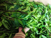 Lifestyle - Thứ rau dại mọc hoang trên rừng xuống phố được chị em "săn lùng", có mùi thơm đặc biệt và là "thần dược" tốt cho sức khỏe