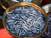Lifestyle - Loài cá rẻ tiền xưa hiếm ai thèm ăn lại bổ dưỡng hơn cả cá hồi, nay thành đặc sản nhiều vùng biển vì ngon-bổ-rẻ