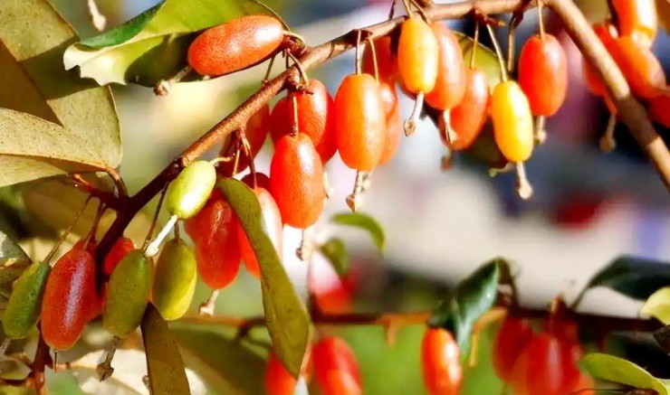 Thứ quả vừa chua vừa chát xưa cho không ai lấy nay ra nước ngoài được săn đón, giá đến 3.5 triệu/cây - 2