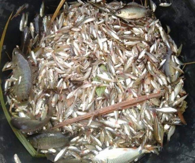 Cá amp;#34;nhà nghèoamp;#34; nay lên đời thành đặc sản dân thành phố săn lùng, đặt hàng trước cả tháng mới có - 1