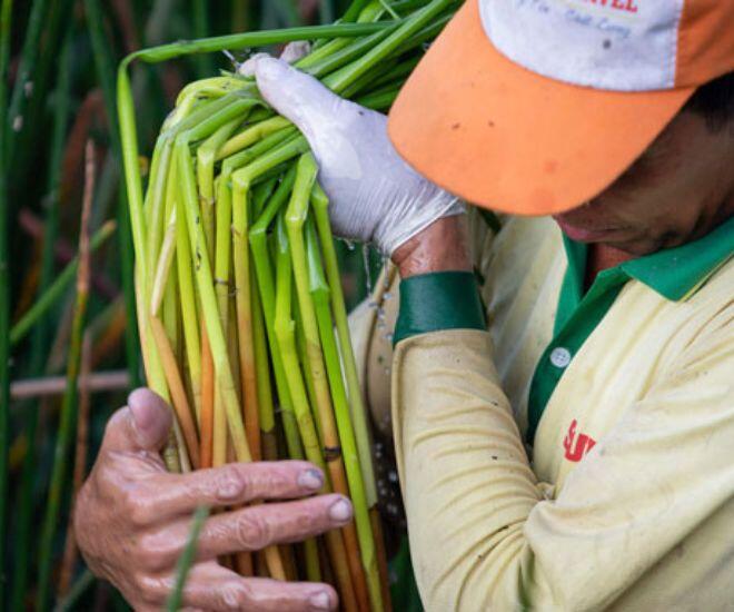 Thứ cỏ chỉ cho trâu bò ăn nay thành đặc sản nức tiếng miền Tây, bán đến 120.000 đồng/kg khách vẫn mua ầm ầm - 1