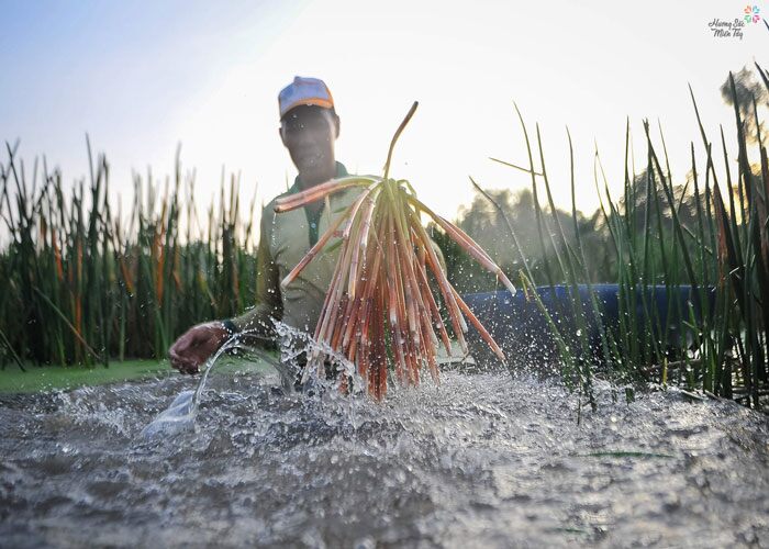 Thứ cỏ chỉ cho trâu bò ăn nay thành đặc sản nức tiếng miền Tây, bán đến 120.000 đồng/kg khách vẫn mua ầm ầm - 2