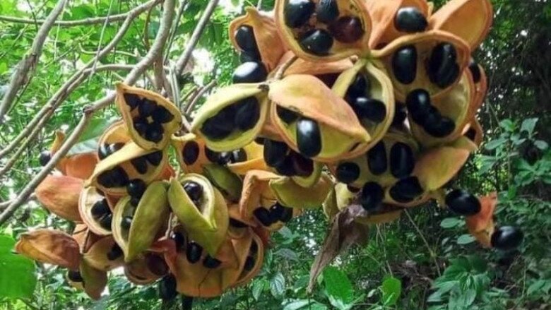 Thứ lộc trời xưa chỉ dân nghèo ăn nay thành đặc sản thơm béo khiến chị em thành phố đua nhau săn lùng - 2