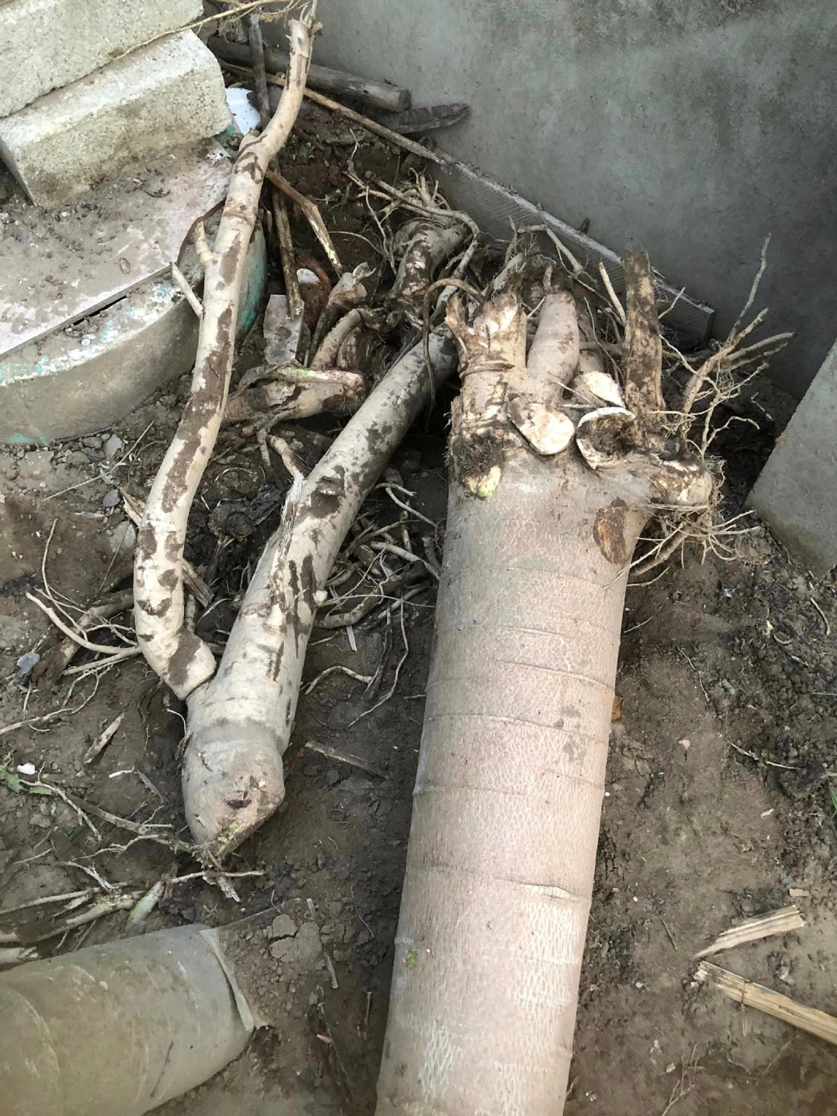 Thứ nằm trong thân cây đu đủ tưởng vứt đi, nhặt về đem muối làm được đủ món amp;#34;cứu đóiamp;#34;, ăn ngon hơn thịt gà - 2