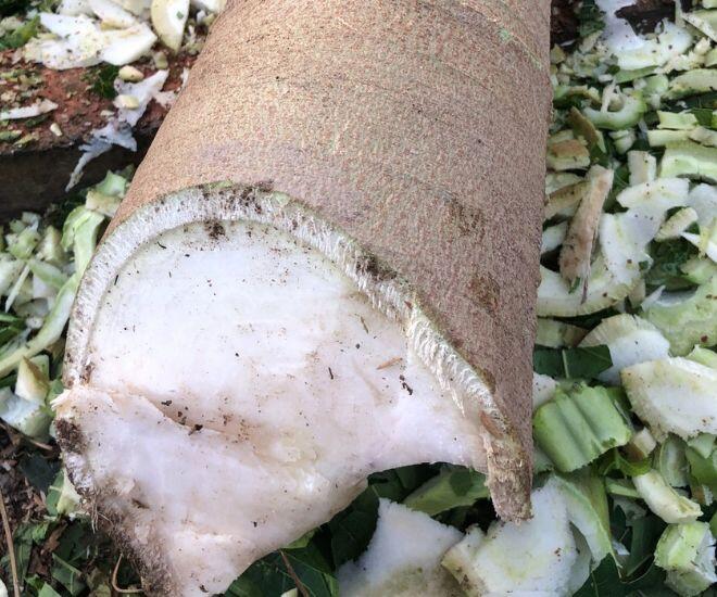 Thứ nằm trong thân cây đu đủ tưởng vứt đi, nhặt về đem muối làm được đủ món amp;#34;cứu đóiamp;#34;, ăn ngon hơn thịt gà - 1